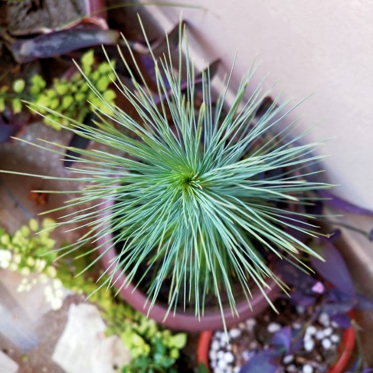 plant image 1104721
