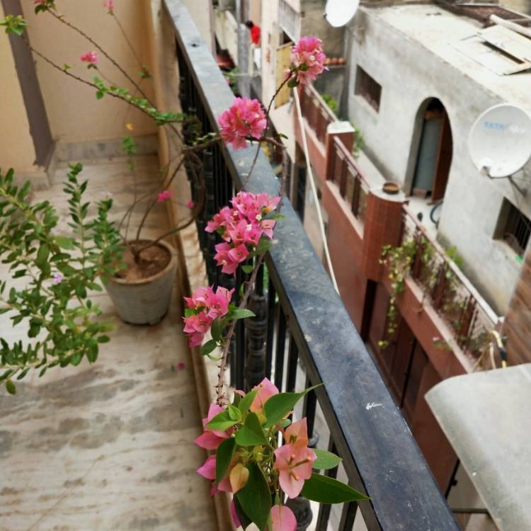 plant image 1113386 plant image 1113386