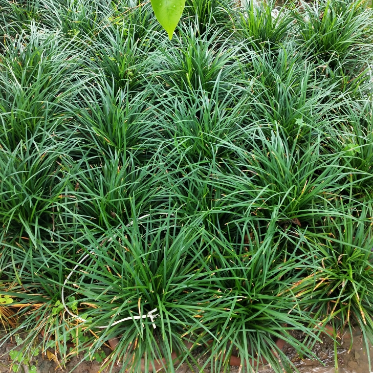 plant image 1126026 plant image 1126026