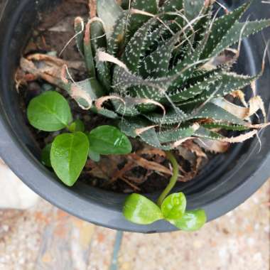 Ficus benghalensis
