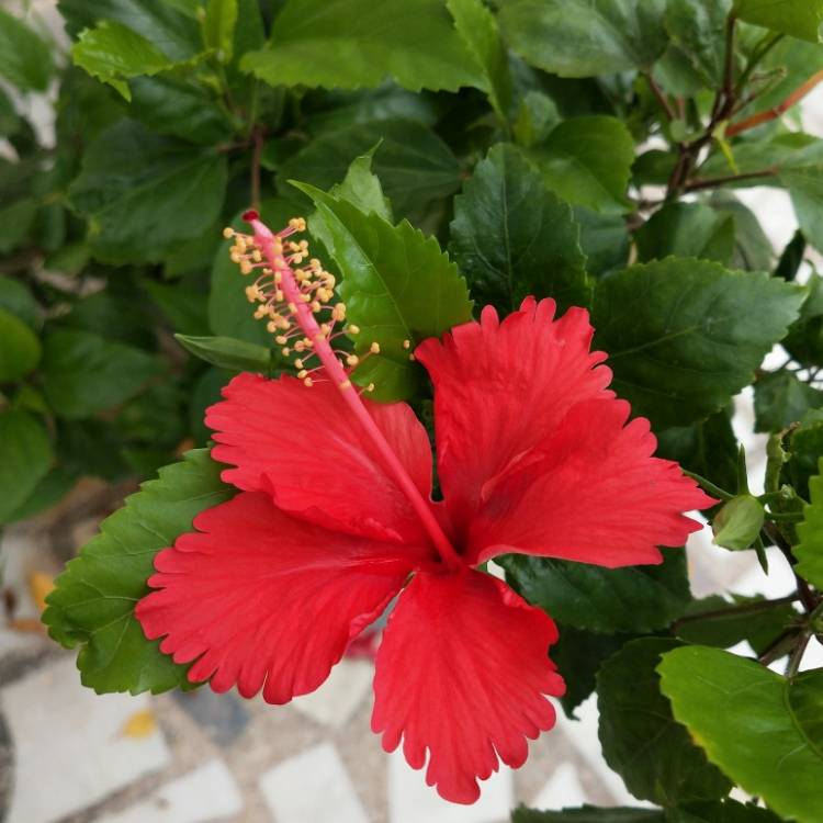 plant image 1133425 plant image 1133425