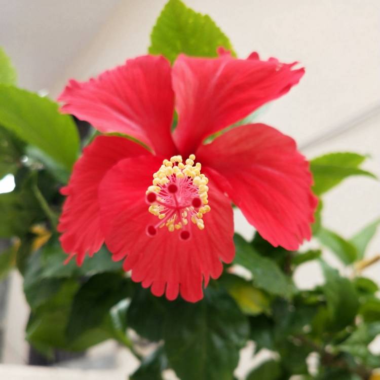 plant image 1133428 plant image 1133428