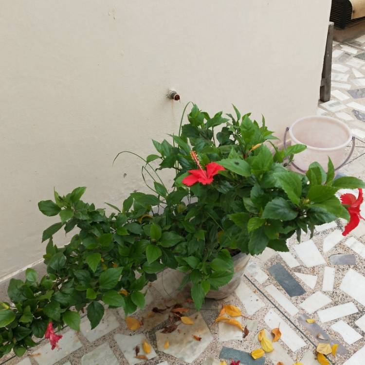 plant image 1133429 plant image 1133429