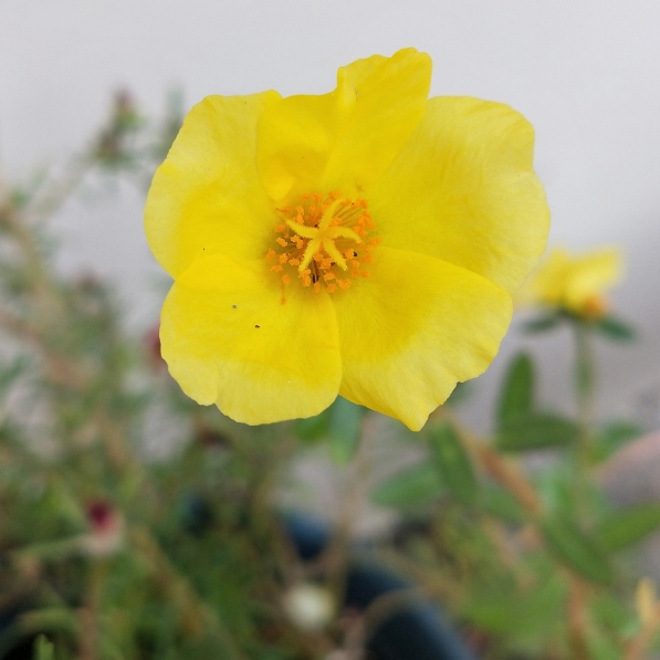 plant image 1133430 plant image 1133430