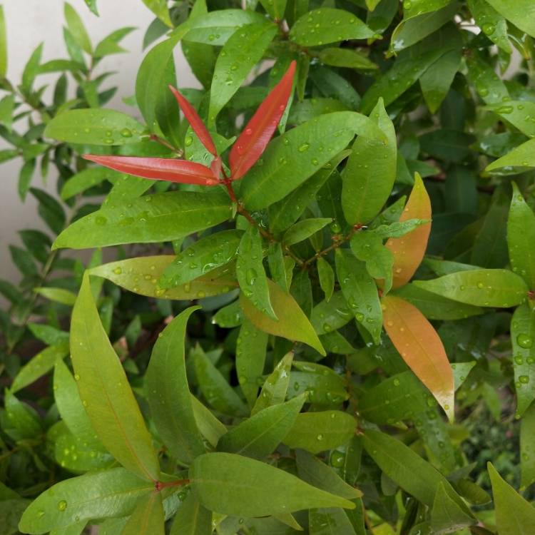 plant image 1137841 plant image 1137841