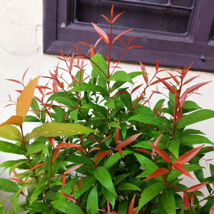 plant image 1149880 plant image 1149880
