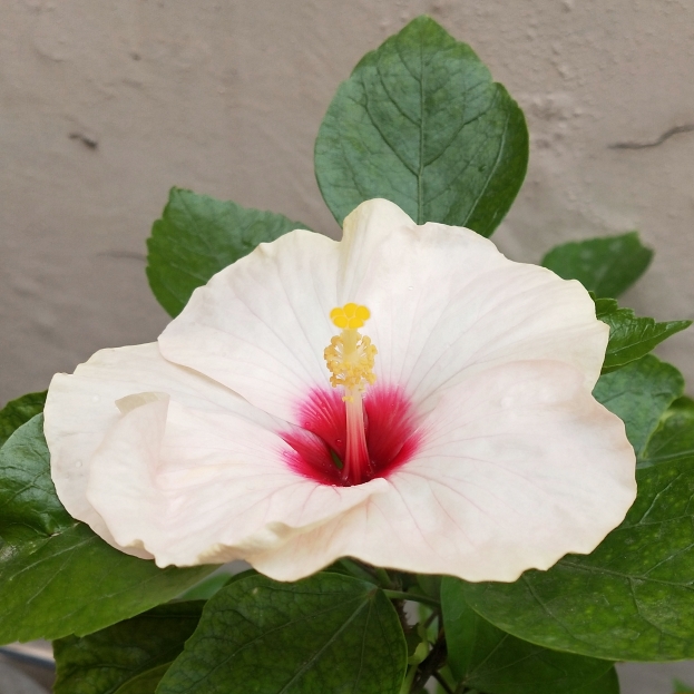 plant image 1151752 plant image 1151752