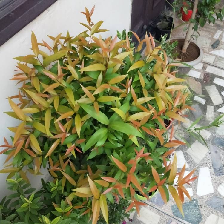 plant image 1156822 plant image 1156822