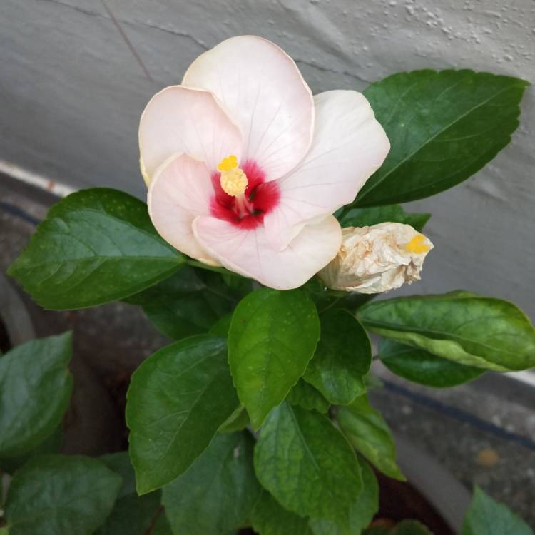 plant image 1156844 plant image 1156844