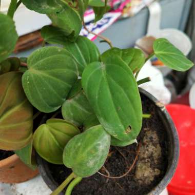 Philodendron micans