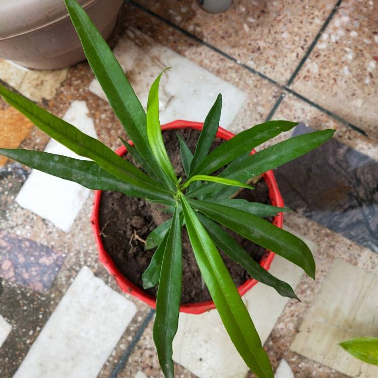 plant image 1165019 plant image 1165019