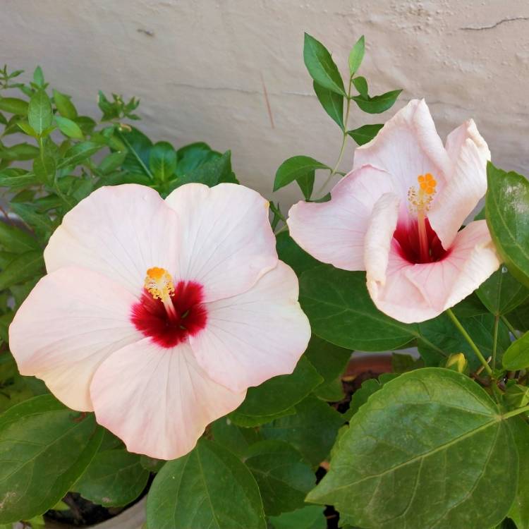 plant image 1177438 plant image 1177438