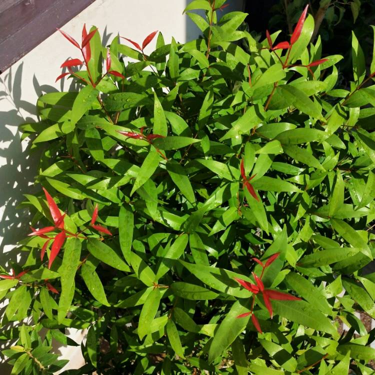 plant image 1179448 plant image 1179448