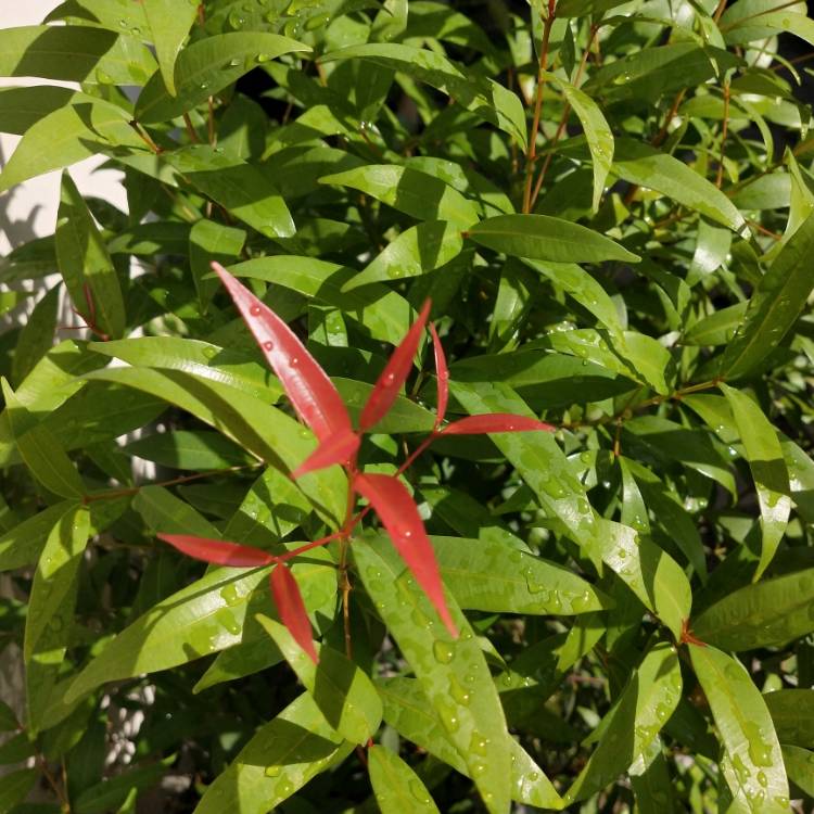 plant image 1179466 plant image 1179466