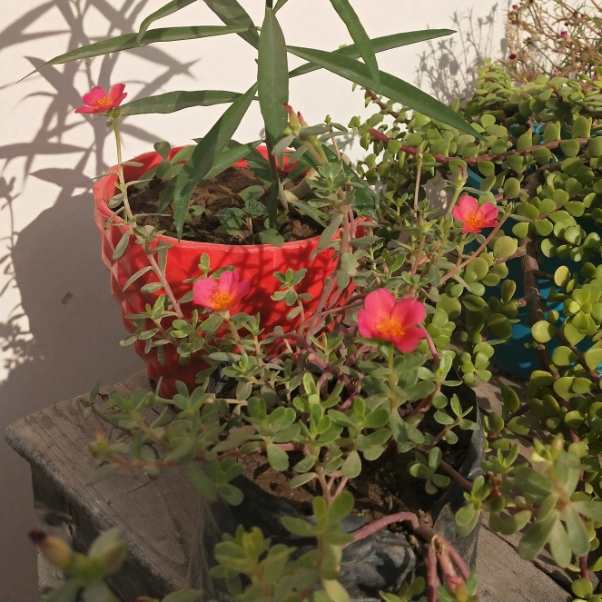plant image 1187497 plant image 1187497