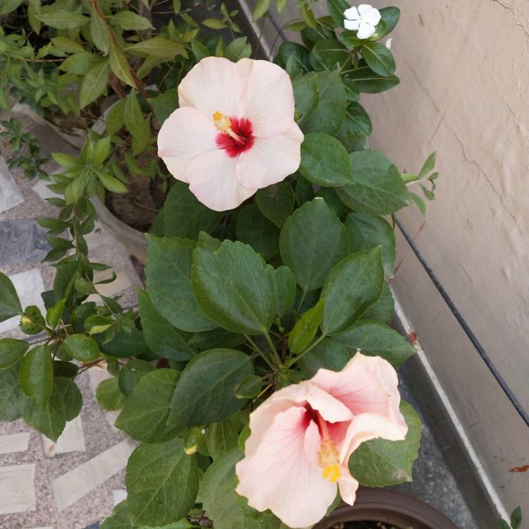 plant image 1188285 plant image 1188285
