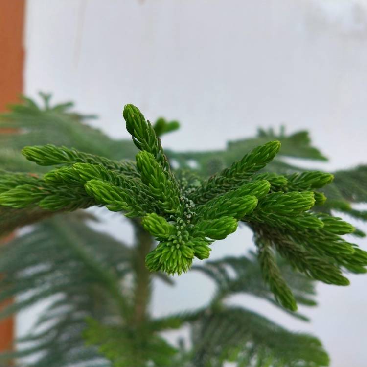 plant image 1201210