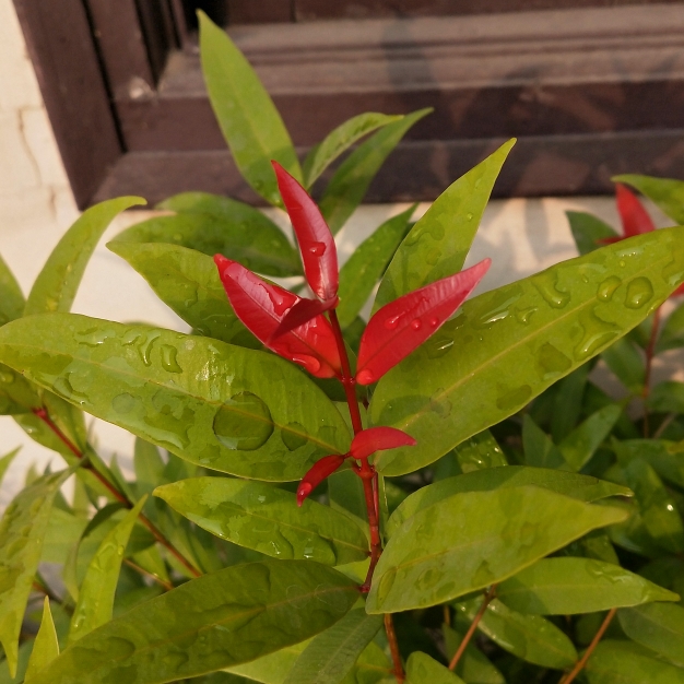 plant image 1201843 plant image 1201843
