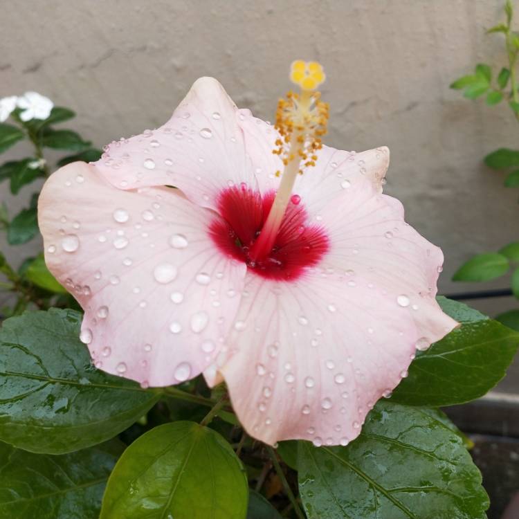 plant image 1201888 plant image 1201888