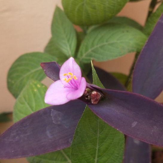 Plant image Tradescantia pallida 'Purpurea' syn. Tradescantia pallida 'Purple Heart'