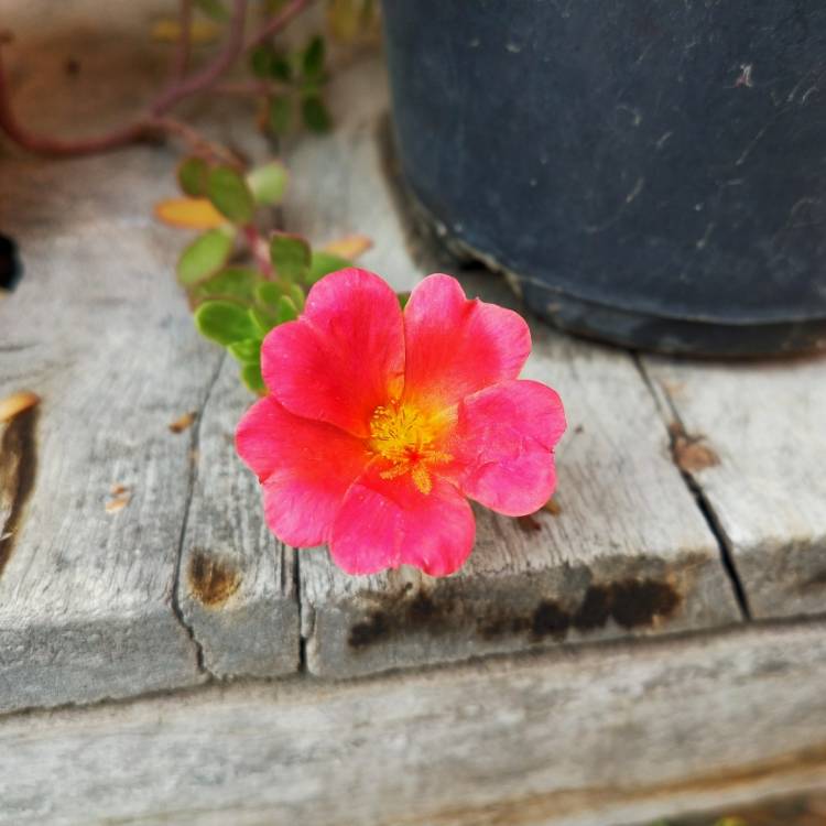 plant image 1202934 plant image 1202934