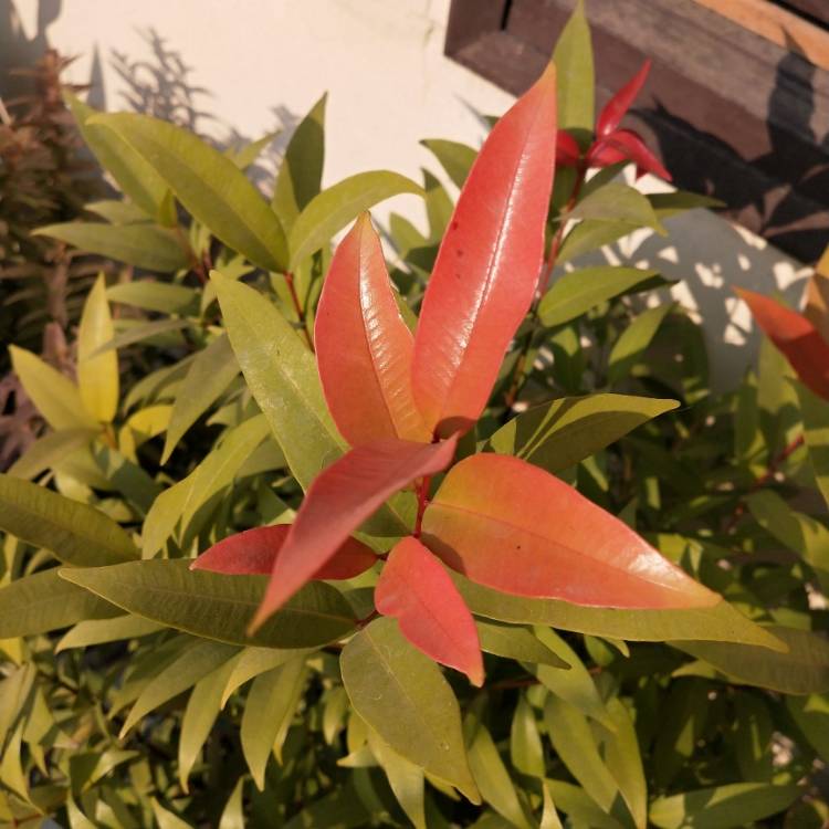 plant image 1214766 plant image 1214766