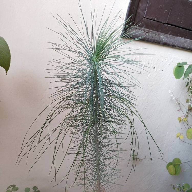 plant image 1214845 plant image 1214845