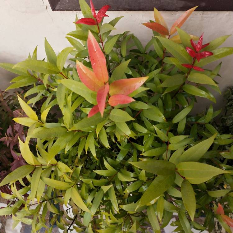 plant image 1216270 plant image 1216270