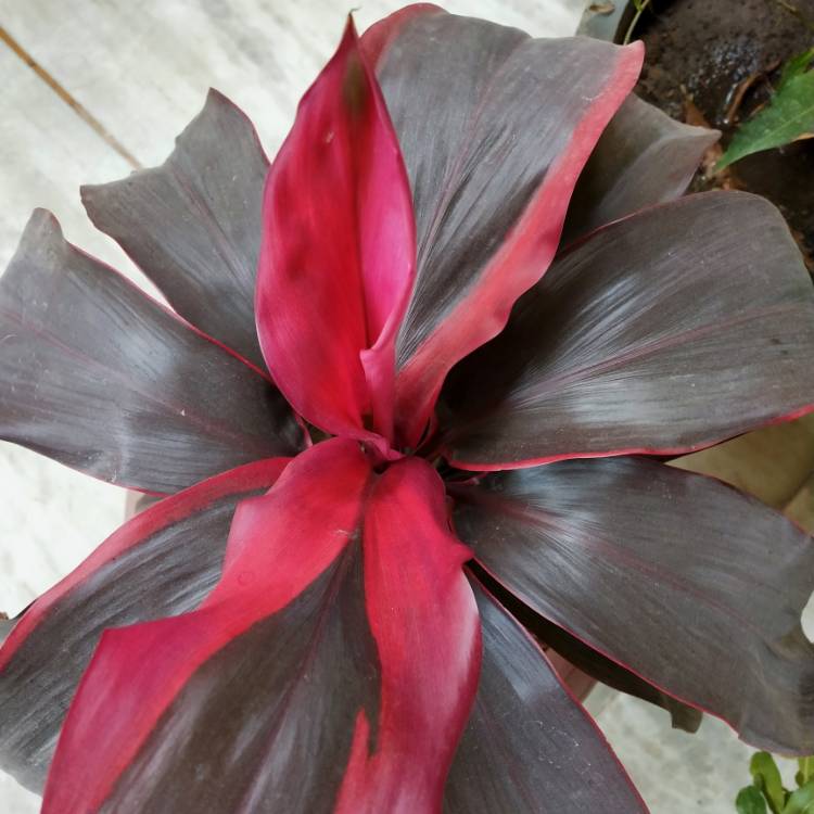 plant image 1220190 plant image 1220190