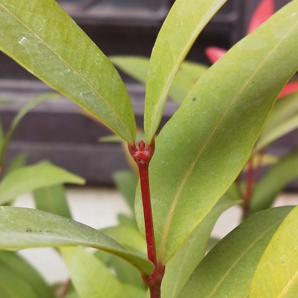 plant image 1220193 plant image 1220193