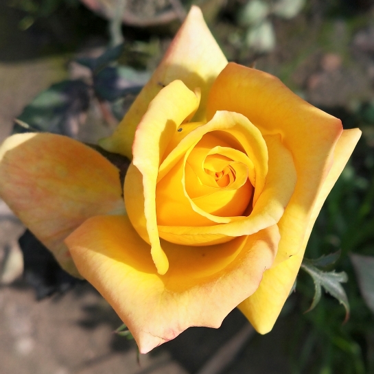 Plant image Rosa 'Yellow Brick Road'