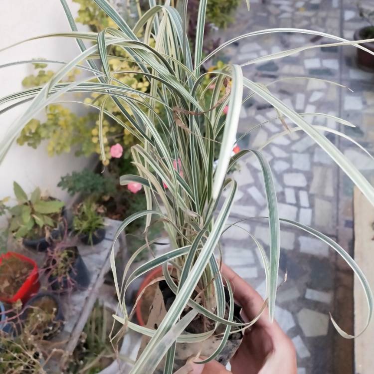 plant image 1229202