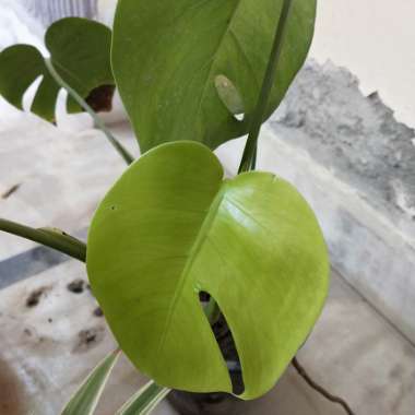 Monstera deliciosa