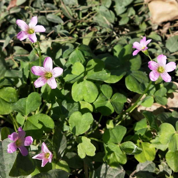 plant image 1241283