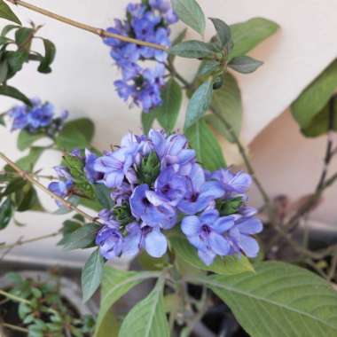 Eranthemum Pulchellum