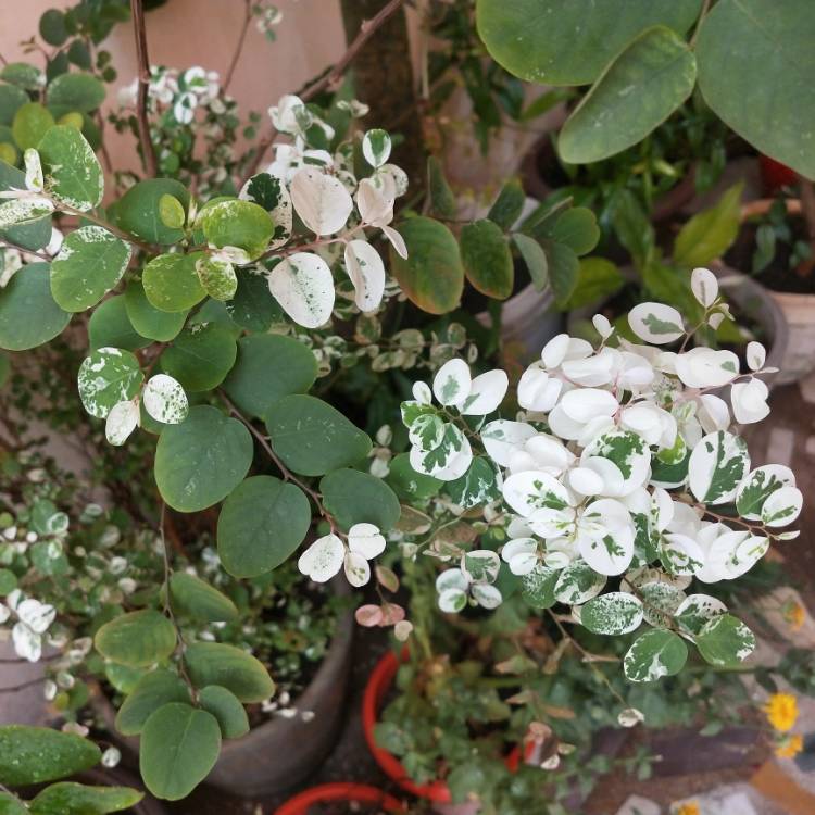 plant image 1246594 plant image 1246594