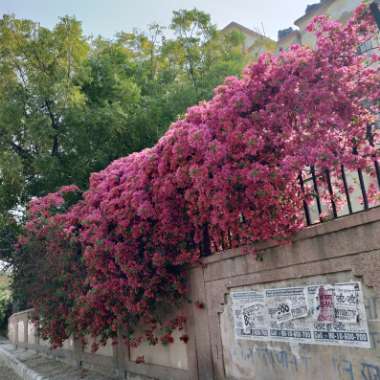 Bougainvillea 'Elsbeth'