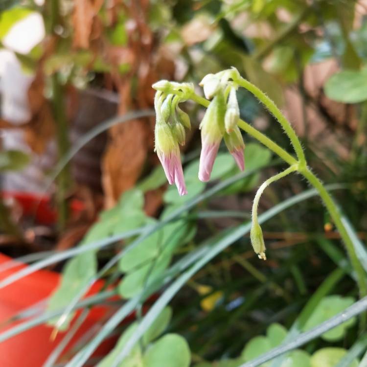 plant image 1250541