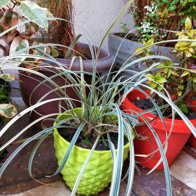 plant image 1250545
