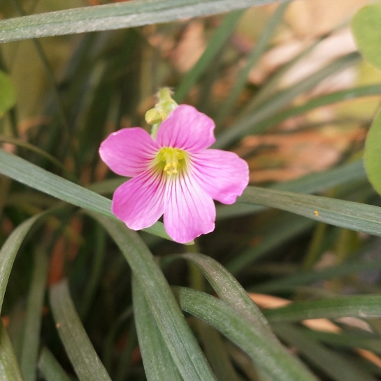 plant image 1251338