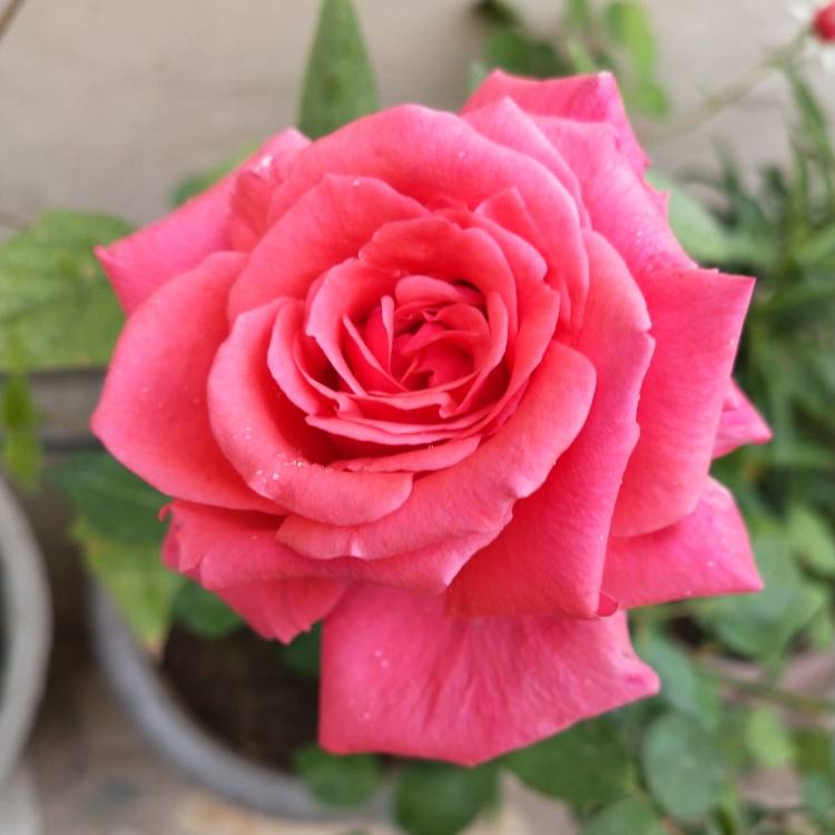 plant image 1253245