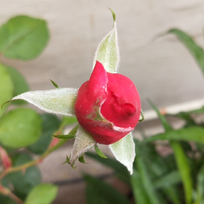 plant image 1253266