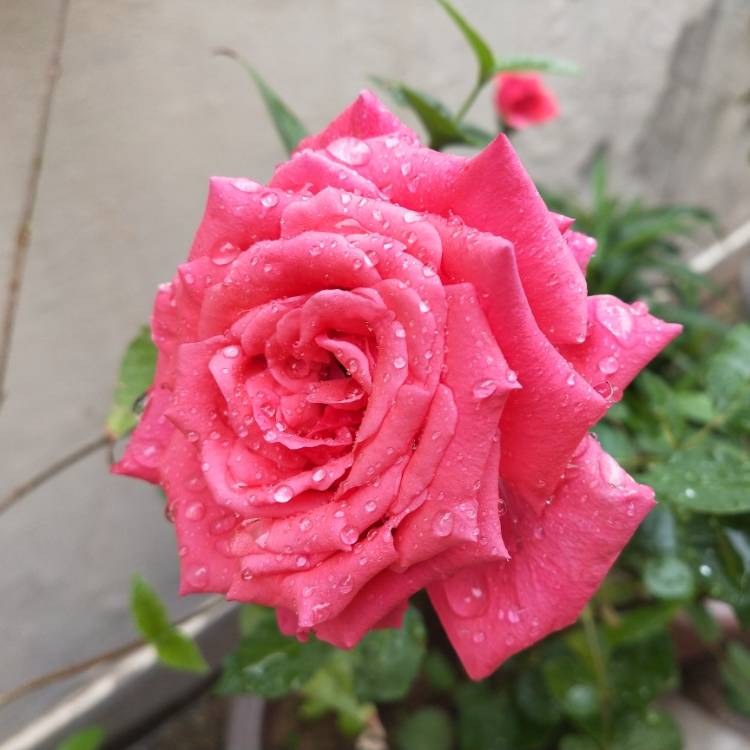plant image 1253822