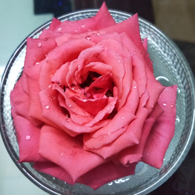 plant image 1253890