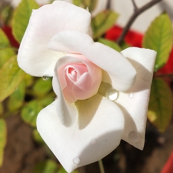 Plant image Rosa x damascena