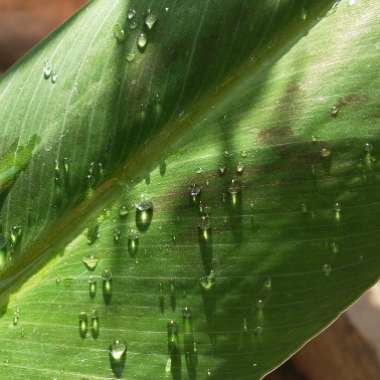 Musa