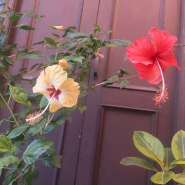 Hibiscus rosa-sinensis