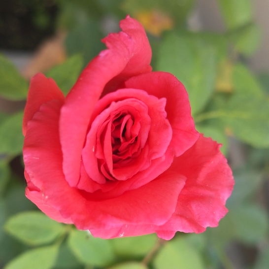 plant image 1275823 plant image 1275823