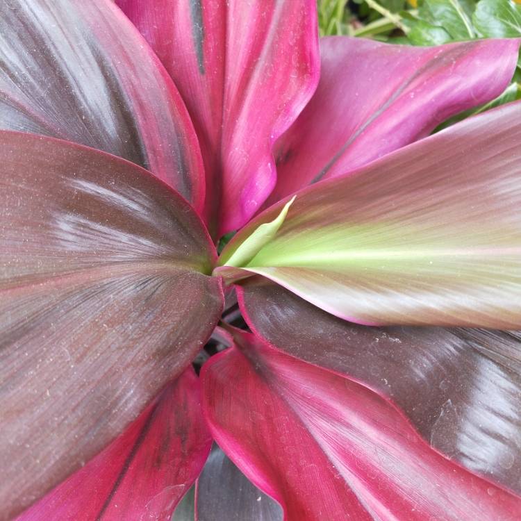 Plant image Cordyline fruticosa 'Red Tips'