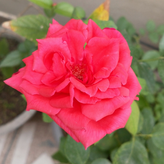 Plant image Rosa 'Pink Tiara'